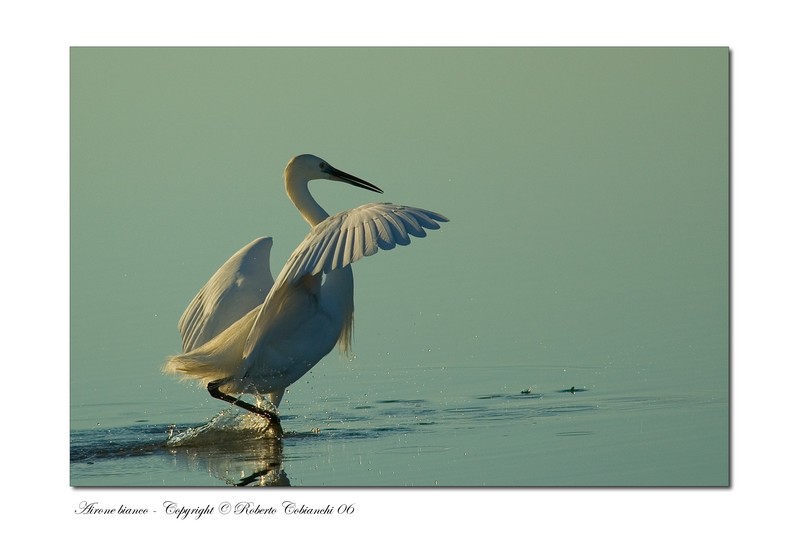 Airone bianco maggiore - Casmerodius albus